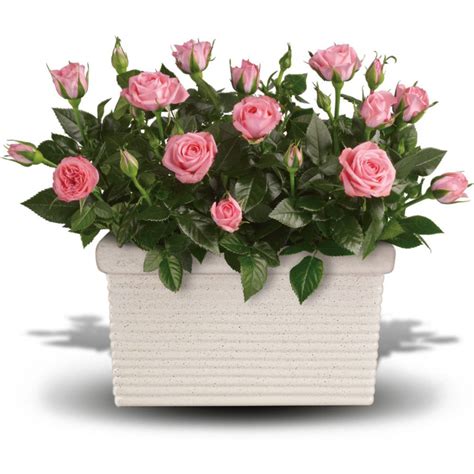 Tips For Growing Miniature Roses Indoors How To Take Care