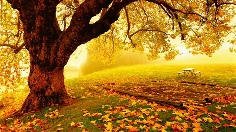 Pretty Autumn Day Wallpaper And Hintergrund 1366x768