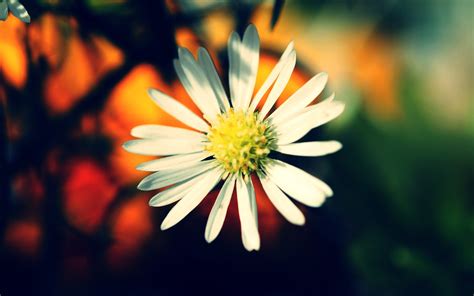 Download White Daisy Wallpaper Colors By Psmith36 White Daisy