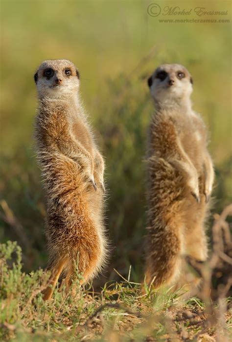 17 Best Images About Meerkats On Pinterest Adorable
