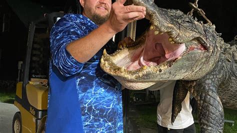 13 Foot 625 Pound Alligator Caught At Lake Marion