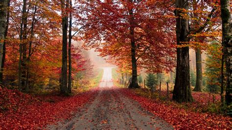 Wallpaper Road Trees Autumn Foliage Fallen Hd Picture Image