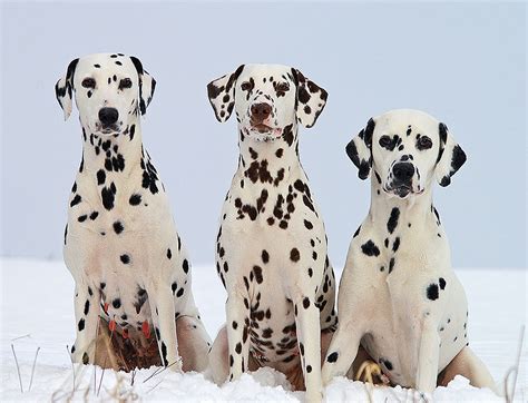 Musings Of A Biologist And Dog Lover Mismark Case Study Dalmatian