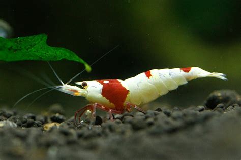 15 Popular Freshwater Shrimp Species With Pictures Complete Guide