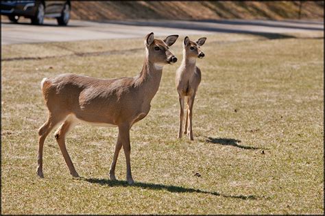 Illinois Hunters Kill 52000 Deer In Weekend Newsradio Wjpf