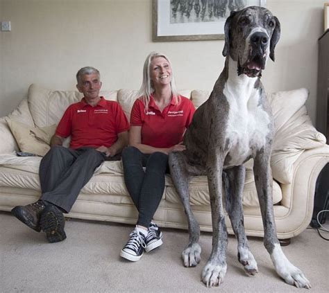 Home Daily Mail Online Worlds Tallest Dog Tallest Dog Great Dane