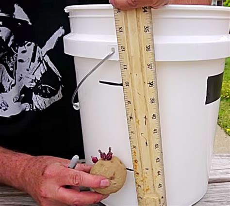 How To Grow Potatoes In A 5 Gallon Bucket