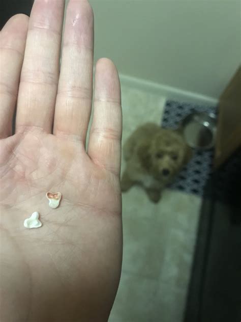 At What Age Do Puppies Start Losing Their Baby Teeth