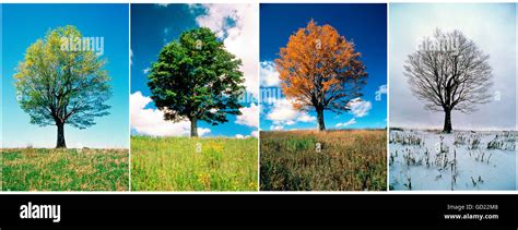 Tree In Four Seasons Stock Photo Alamy