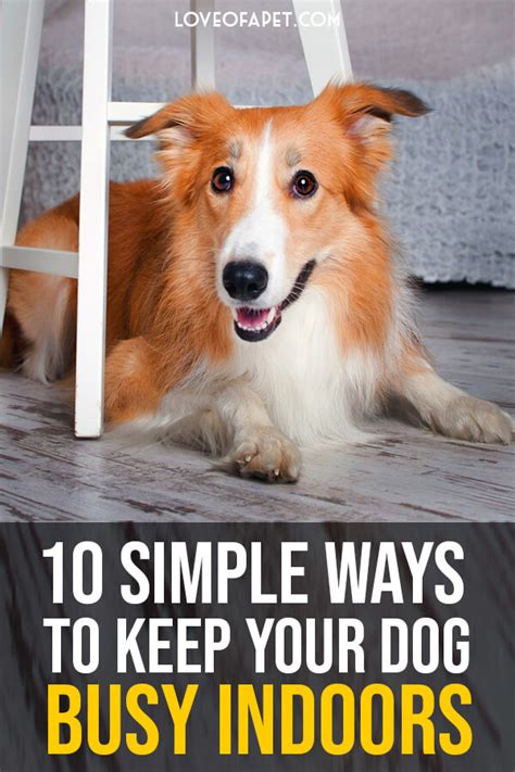 Top 10 Simple Ways To Keep Your Dog Busy Indoors Love Of A Pet