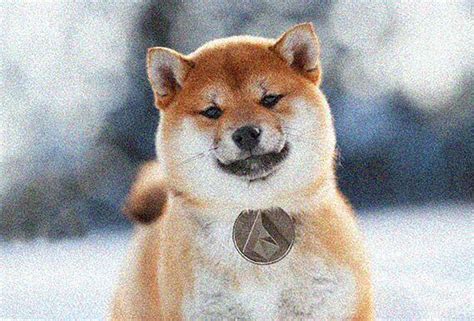 Doge is our fun, friendly mascot! Saludar a DOGE y hacer que se sienta bienvenido - CriptoPasion