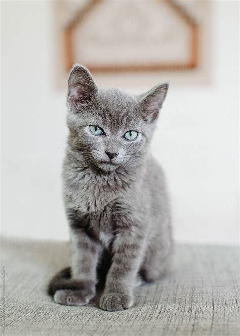 Russian Blue Kitten By Stocksy Contributor Sara K Byrne Photography