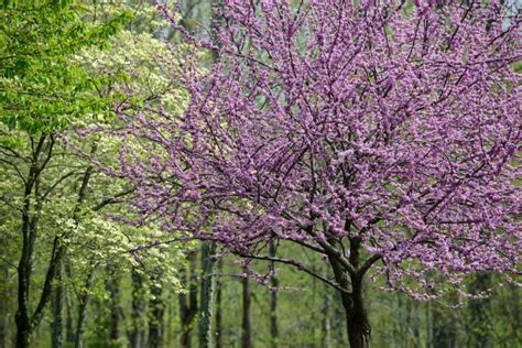 Purple Flowering Tree Flowering Trees Dogwood Trees Fast Growing