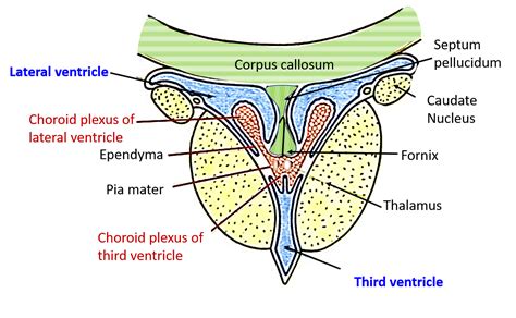 Lateral Ventricle Parts Boundaries Tela Choroidea Choroid Plexus