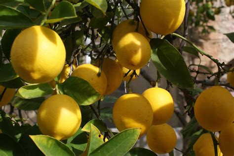 Little Bit of Everything: Meyer Lemons