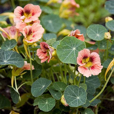 Direct sow outdoors once the danger of frost has passed. Nasturtium Ladybird Rose | A leading supplier of vegetable ...