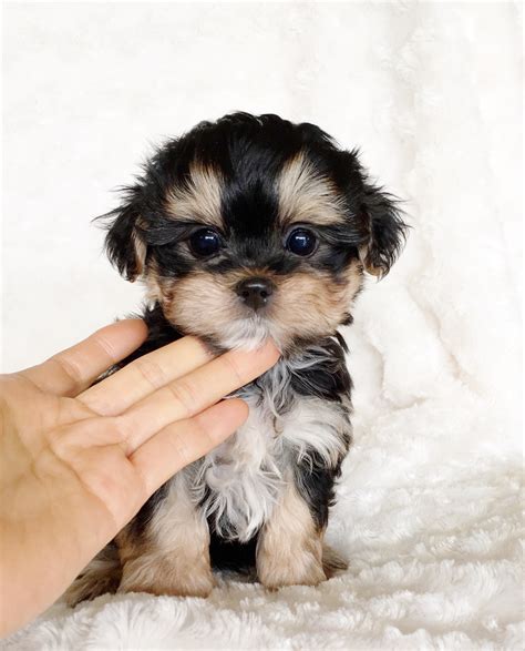 Teacup Morkie Puppy For Sale Cobby And Square Teddy Bear