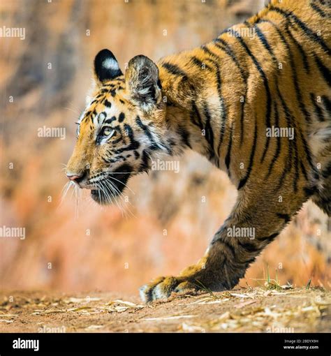 Bengal Tiger Panthera Tigris India Stock Photo Alamy