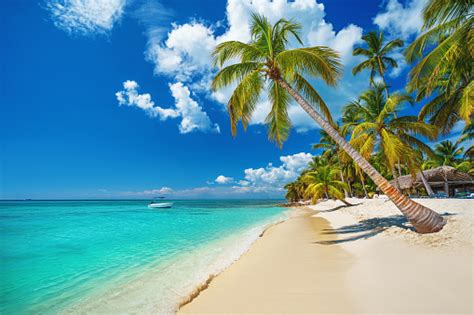 Tropical Beach In Punta Cana Dominican Republic Caribbean Island Stock
