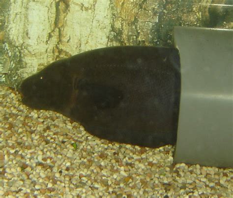 Black Ghost Knife Fish Foc Photo Gallery