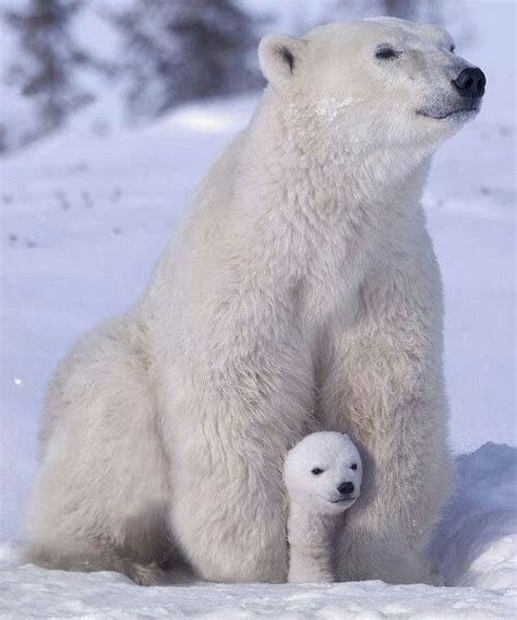 Polar Bear Osos Polares Bebés Animales Adorables Oso Polar