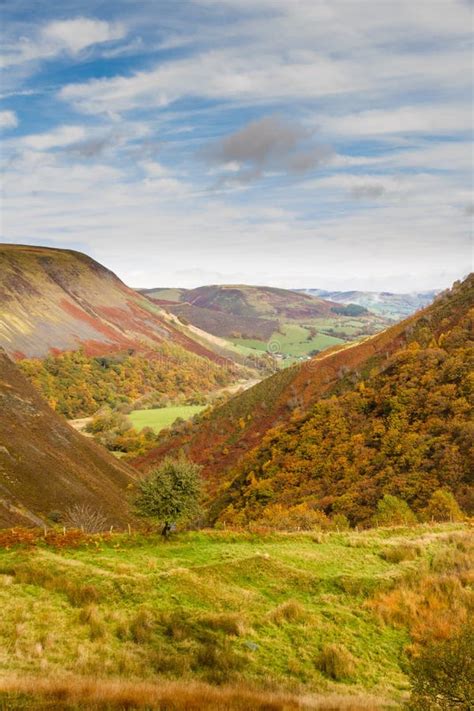 Autumn Fall Scene Grass And Trees Wales United Kingdom Stock Image