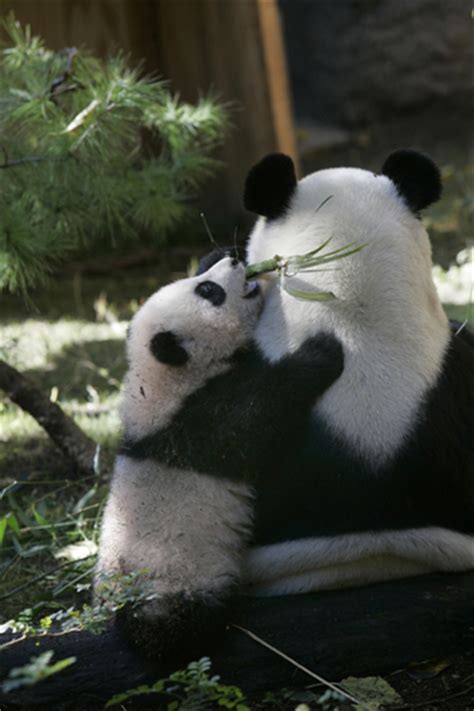 Panda Love Panda Bear Cute Animals