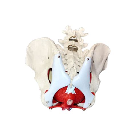 pelvis model wellden international inc for teaching with musculature disarticulated