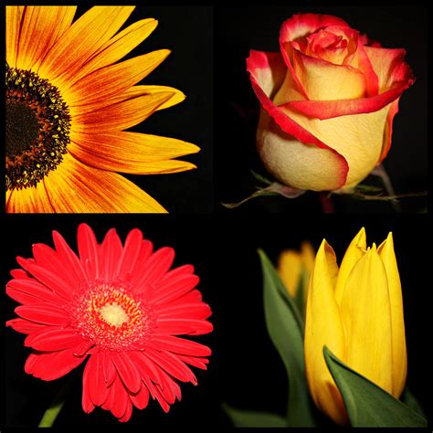 Four Beauties Of Nature Photograph By Cathie Tyler