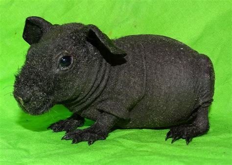 Skinny Pig Rodents For Sale Abilene Ks 292696