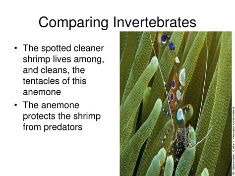 Ppt Comparing Invertebrates Powerpoint Presentation Free Download