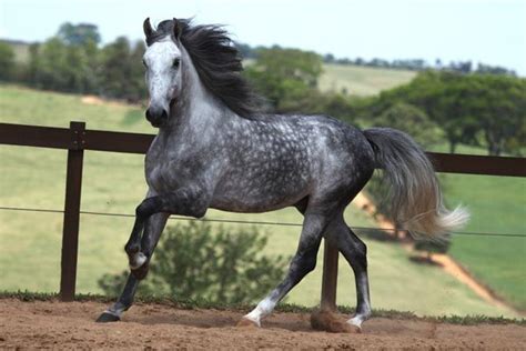 The Lusitano Collection Dapple Grey Horses Horses Most Beautiful Horses