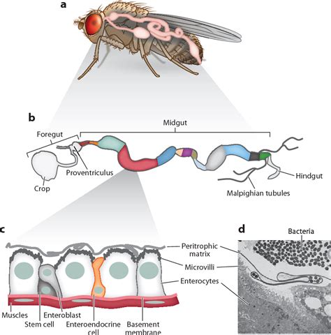 Table 1 From The Digestive Tract Of Drosophila Melanogaster Semantic