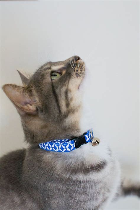 Milo says he's too hot to party today. Cat Collar-Breakaway Cat Collar-Male Cat Collar-Boy Cat ...