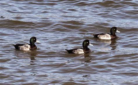 Murfs Wildlife North American Ducks