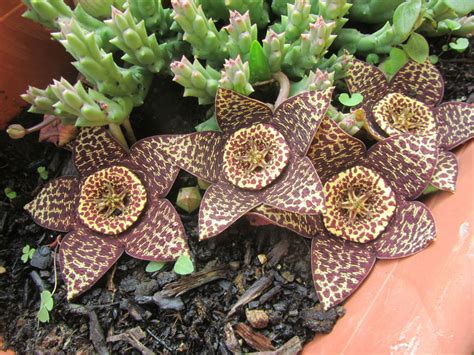 How To Grow And Care For A Starfish Plant Orbea Variegata World Of