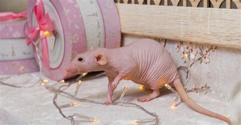 Hairless Rats What You Need To Know Az Animals