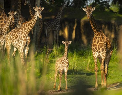 Humphrey The Baby Giraffe Makes Kilimanjaro Safaris Debut On July 29th