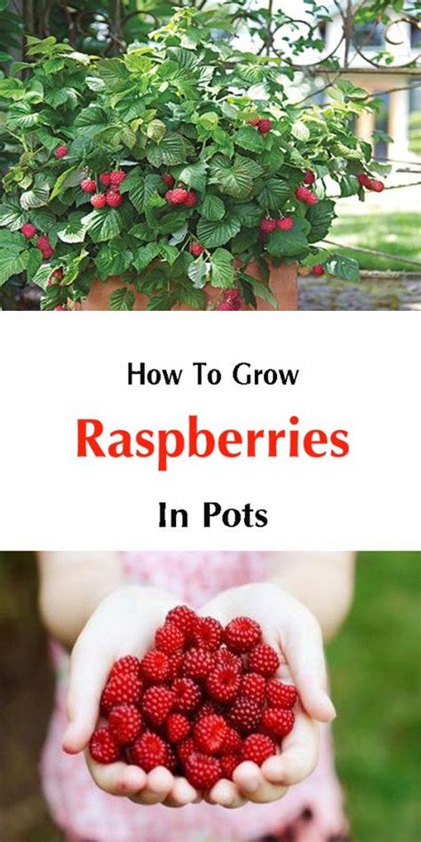 How To Grow Raspberries In Pots Growing Raspberries Raspberry Plants
