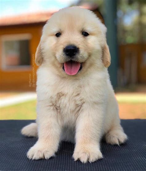 Cute Dogs And Puppies Animals And Pets I Love Dogs Doggies Golden