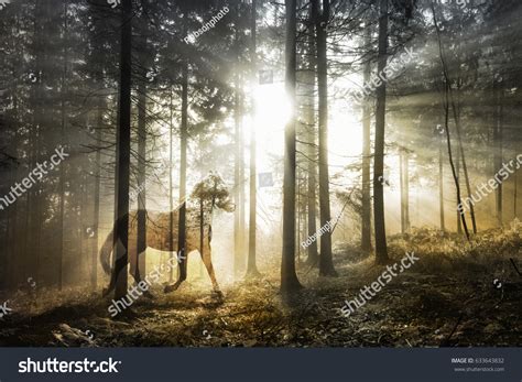 11967 Horse Woods Images Stock Photos And Vectors Shutterstock