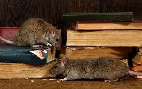 Hoe Zich Te Ontdoen Van Ratten In Uw Huis Snel Een Complete Gids