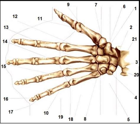 Estrutura óssea Da Mão Download Scientific Diagram