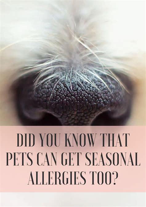 FYI, seasonal allergies are not just for humans. #petcare | Seasonal allergies, Allergies, Pet ...