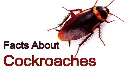 Facts About Cockroaches Youtube