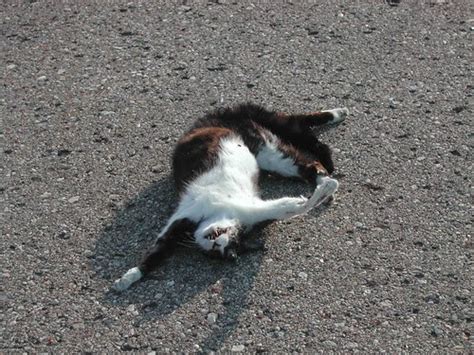 Sponsored Blogs Dead Cat In Road