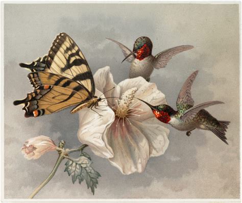 10 Hummingbird Graphics Images Updated Vintage Birds