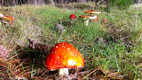 Foragers Tempt Fate Picking Wild Mushrooms In The Adelaide Hills And