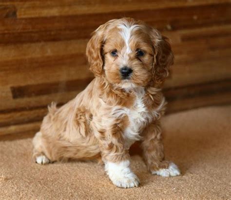 I Need One Of These Cockapoo Puppies Cockapoo Puppies For Sale