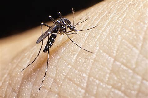 Warming Europe Invites Dangerous Mosquitos Copernicus